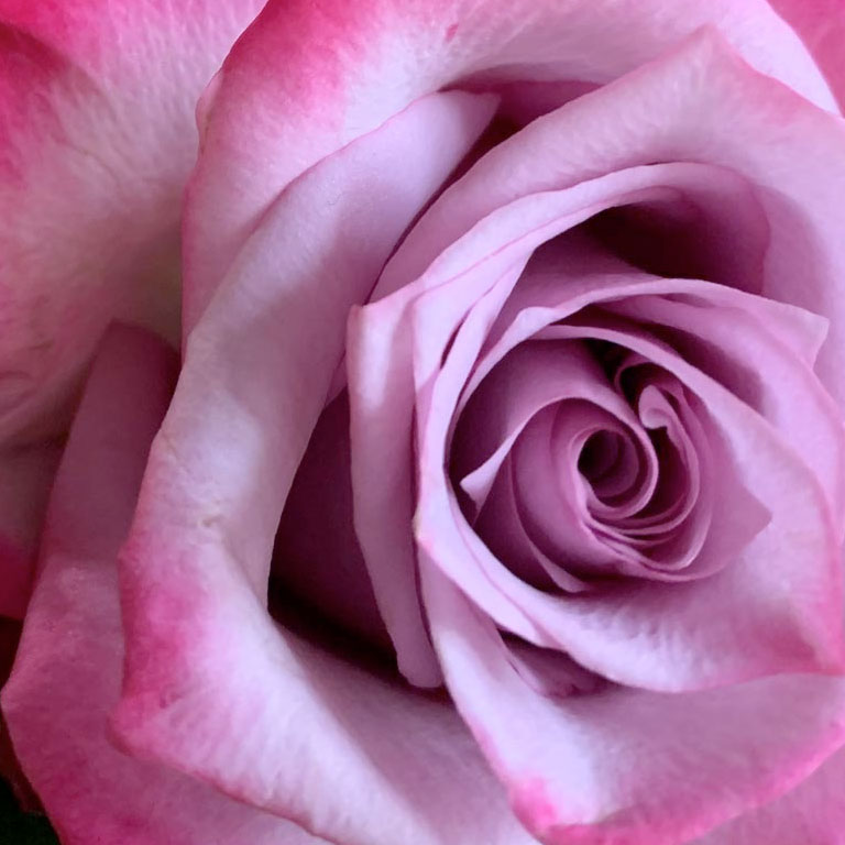 Floral Artistry Rose Detail